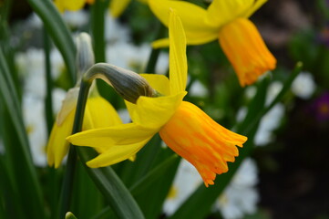 Daffodil yellow flower