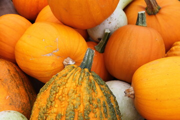 pumpkin, halloween, pumpkins, orange, autumn, fall, harvest, food, vegetable, thanksgiving, farm,...