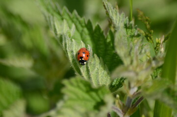 Ladybug on leaf