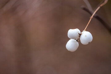 Autumn fruits of the white snowberry