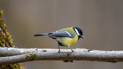 bird, natur, wild lebende tiere, tier, meise, gelb, ast, winter, wild, kohlmeise