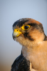 Lanner falcon (Falco biarmicus), KwaZulu Natal. South Africa
