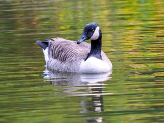 Canadian Goose swimming in a lake with ripples in the water, water fowl in nature.