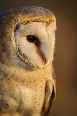 Barn Owl (Tyto alba). KwaZulu Natal. South Africa