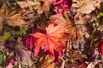 太陽の光を浴びる紅葉した葉