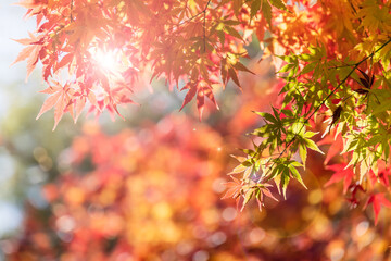 太陽の光を浴びる紅葉した葉
