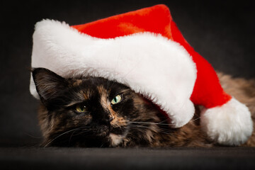 New Year maine coon cat wearing red and white santa hat