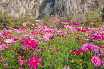 Thailand, Flower, Agricultural Field, Springtime, Cosmos Flower