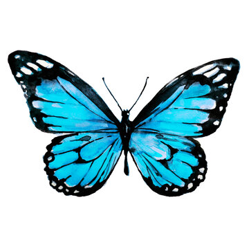 beautiful blue butterfly,watercolor,isolated on a white