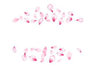 Pink cherry blossom petals isolated