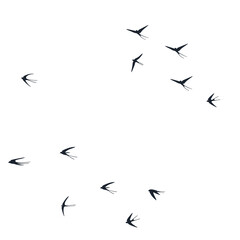 Flying martlet birds silhouettes vector illustration. Nomadic martlets group isolated on white.