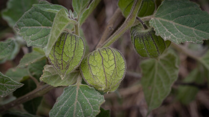 Obraz premium Image of cape gooseberries ready to be harvested in Barragán Valle del Cauca Colombia