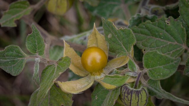 Image of cape gooseberries ready to be harvested in Barrag&aacute;n Valle del Cauca Colombia
