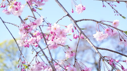 ピンクの桜