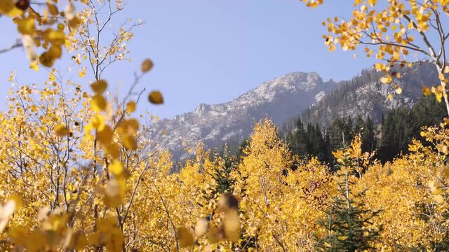 Mountains Rising Above Grove Of Bright Autumn Colored Yellow Aspen Trees