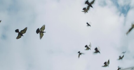 flying birds overfly panel block buildings