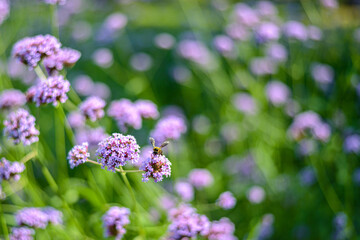 flowers in the garden