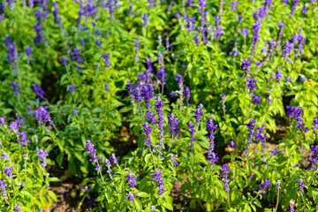 flowers in the garden