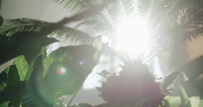 dusty exotic tropic plants indoor