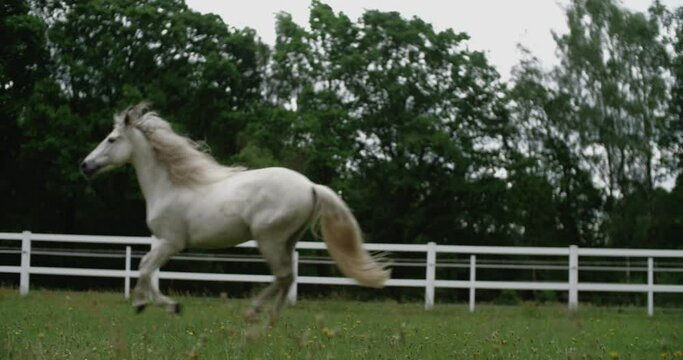 a beautiful white horse gallop green meadow