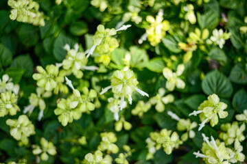 flowers in the garden