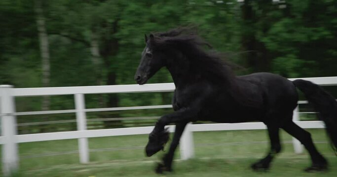massive black horse gallop meadow medium shot