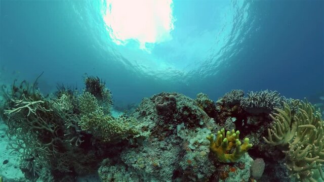 Underwater scene coral reef. Hard and soft corals, underwater landscape. Travel vacation concept. Philippines.