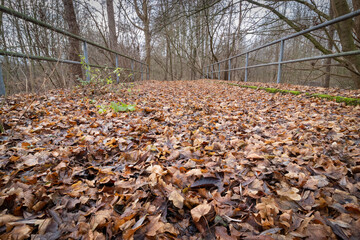 Brücke mit Geländer und Laub auf dem Boden im Wald mit Bäumen