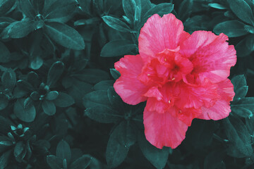 Blooming Pink Azalea Flower with Green Leaves Background in Vintage Dark Tone Color