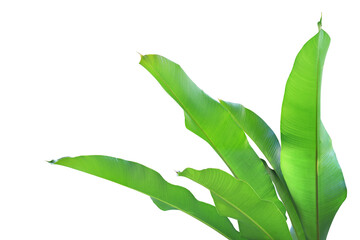 Fresh Green Leaves of Heliconia Plant Isolated on White Background