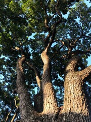 Patterns of tropical trees in beautiful sunset light and deep blue sky in the background, Amazon river basin 