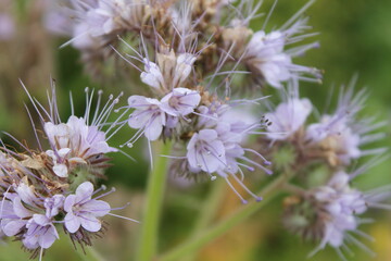 flower, flowers, nature, green, plant, spring, purple, field, summer, blossom, pink, garden, grass, heather, flora, beauty, bloom, meadow, sky, wild, lavender, landscape, blooming, macro, blue