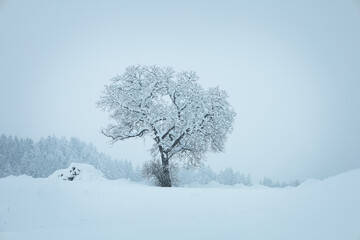 Schnee bedeckter Baum