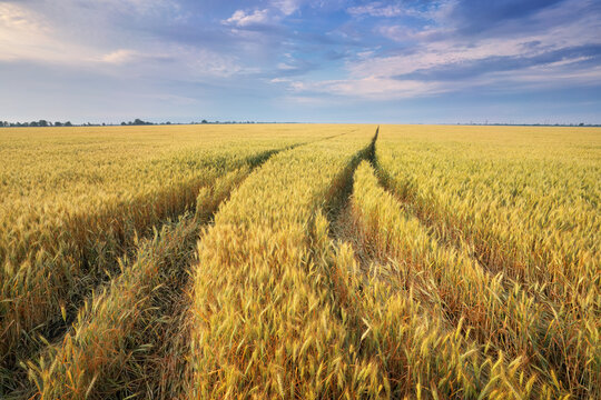 Gold wheat field and blue sky © silentgos