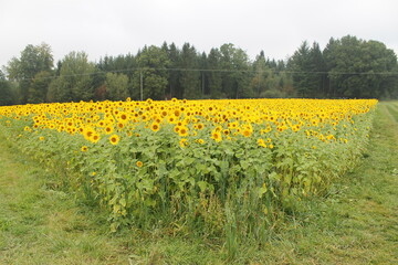 Obraz premium field, nature, flower, sunflower, yellow, sky, landscape, meadow, agriculture, summer, flowers, spring, green, blue, plant, rural, farm, dandelion, grass, blossom, sunflowers, bright, sunny, country, 