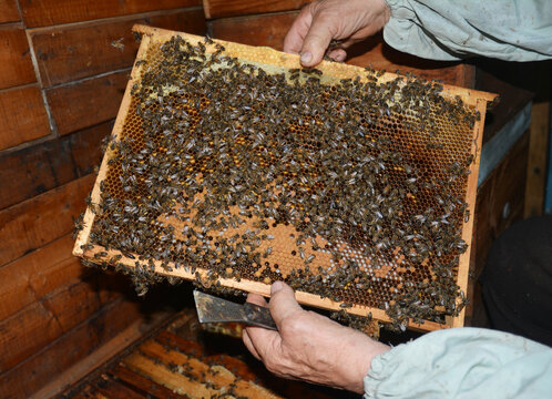 Beekeeping or apiculture: an experienced beekeeper without protective gloves is observing a bee wax frame with honeycombs and sealed brood combs full of honey bees near a beehive.
