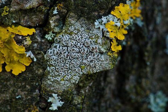 grey and yellow lichens in the park