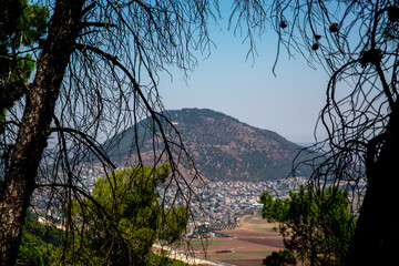 Through the pine branches a view of Tavor mount and Shibli village in Israel in the lower galilee...