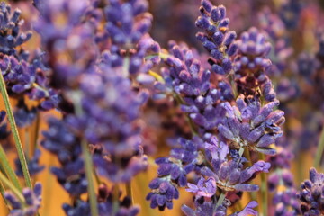 flower, purple, lavender, nature, flowers, plant, spring, garden, summer, blue, field, muscari, bloom, green, floral, blossom, violet, beautiful, flora, herb, beauty, macro, hyacinth, natural, aroma