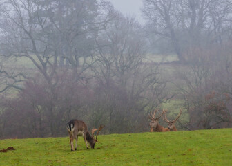 Stag deer looking out for the rest of the herd on a cold misty morning