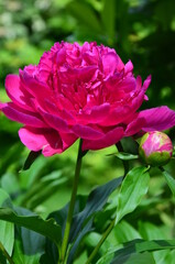 Blooming pink peony with buds in early summer, closeup, blurred green background
