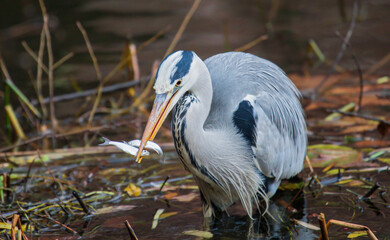 Grey Heron (Ardea cinerea) adult standing in water with two cought fish in bill, Baden-Wuerttemberg, Germany