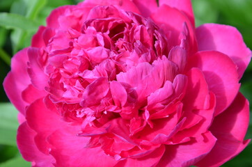 Blooming pink peony in early summer, closeup