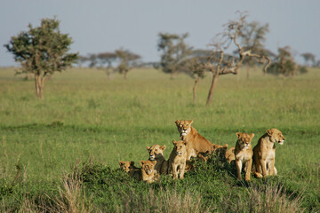 African Lion (Panthera leo) pack of female lions with cubs scanning the savanna, Serengeti National Park  Tanzania © Martin Grimm