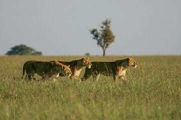African Lion (Panthera leo) three female lions walking in savanna, Serengeti National Park; Tanzania