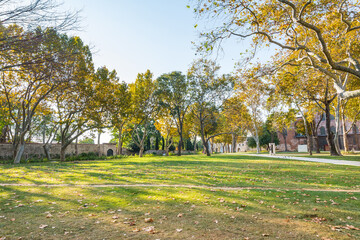  Golden leaves on tree and meadow in the park Topkapi Palace in autumn, Istanbul, Turkey