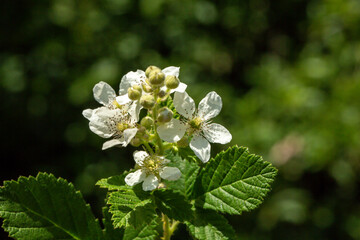 A close-up photo of white Cretan Rock Roses whose Latin name is Cistus Creticus Linnaeus. Its original habitat is the Mediterranean region and Europe