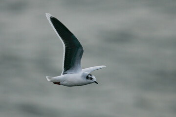 Little Gull (Hydrocoloeus minutus) flying, Baltic Sea, Germany