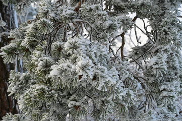 Looking up to a snow covered pine tree. 