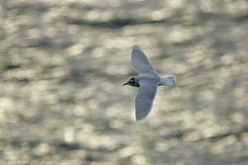 Little Gull (Hydrocoloeus minutus) flying, Baltic Sea, Germany